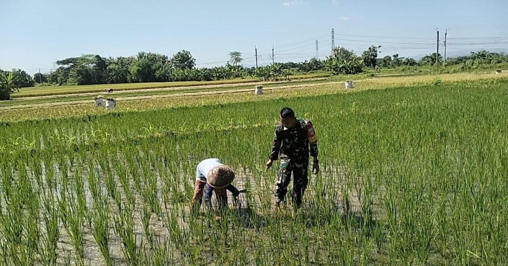Tingkatkan Hasil Panen, Babinsa Koramil Klaten Utara Bantu Petani Bersihkan&nbsp;Gulma