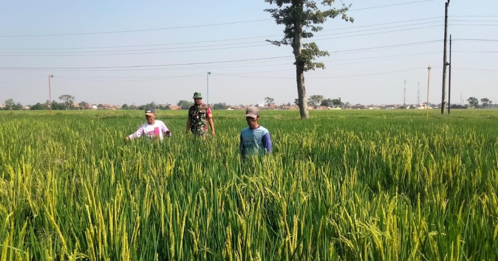 Pendampingan Babinsa Dalam Percepatan LTT di Desa&nbsp;Kaligelang