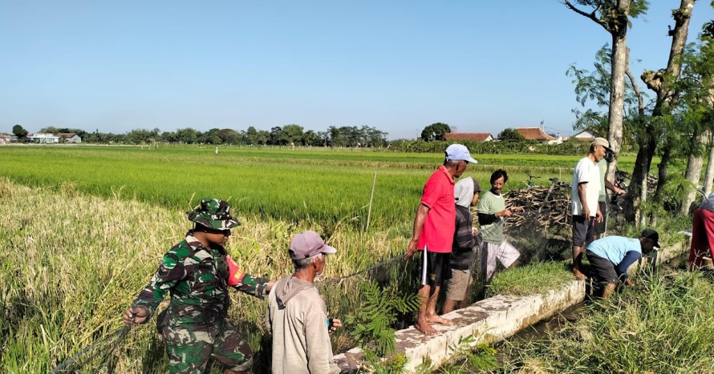 Hadapi Hama, Babinsa Wonosari Ajak Kelompok Tani Lakukan Gropyokan&nbsp;Tikus